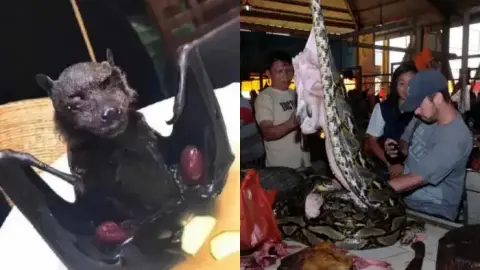 当地人吃蝙蝠喝蛇血